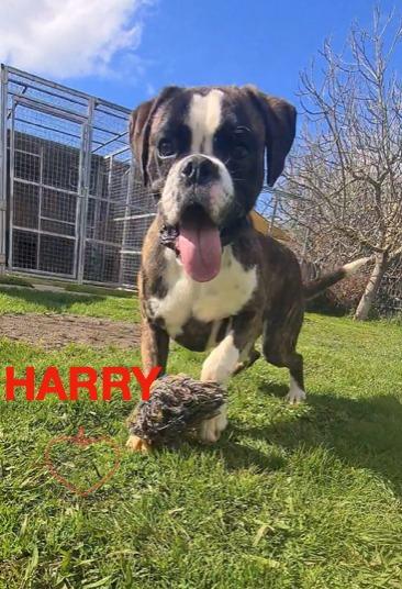 Herry Boxer Puro Di 8 Mesi In Adozione